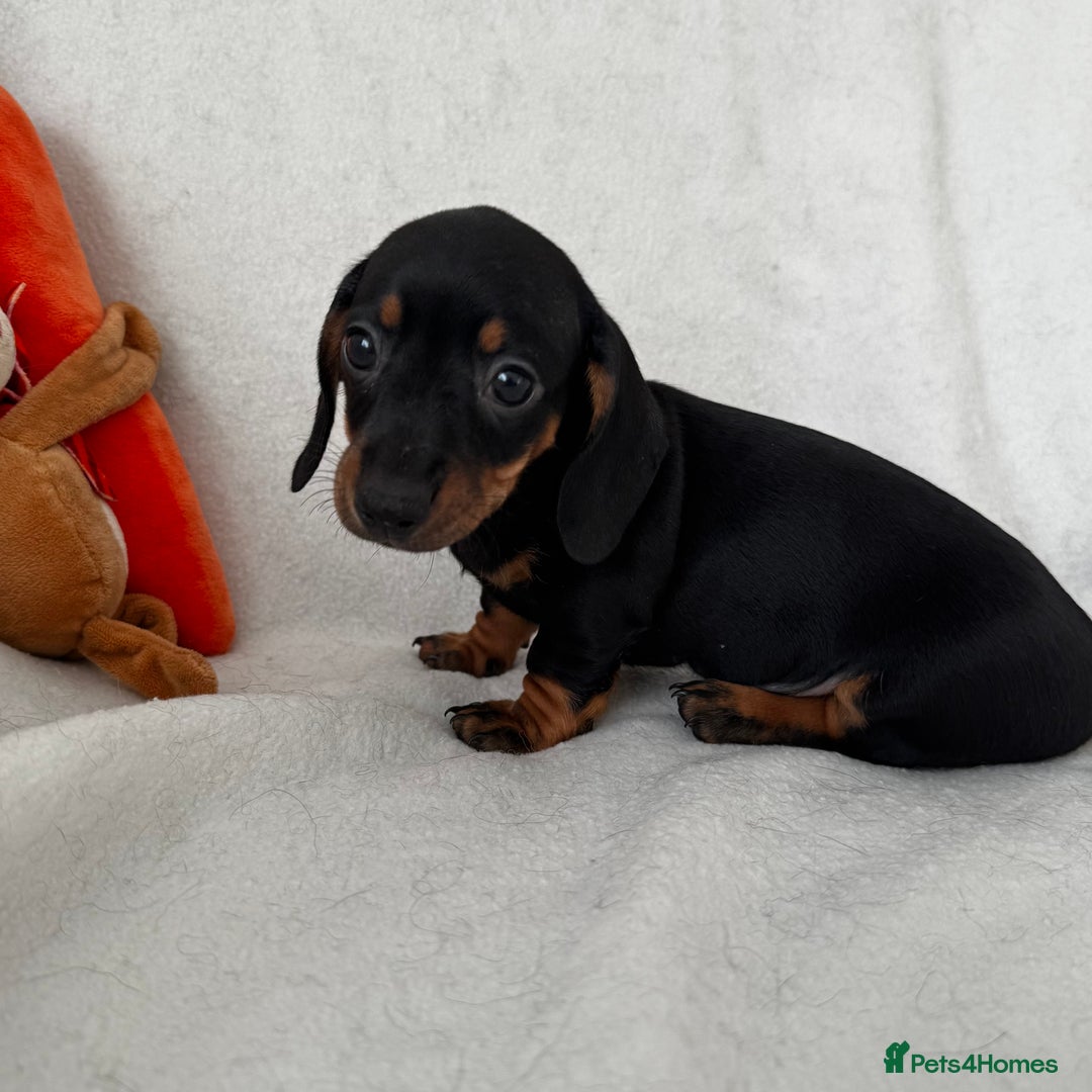 Dachshund dogs for sale: Mini smooth coat dachshunds  - Advert 15