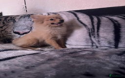 Pomeranian dogs for sale: 4 beautiful Pomeranian's looking for forever home  - Image 11