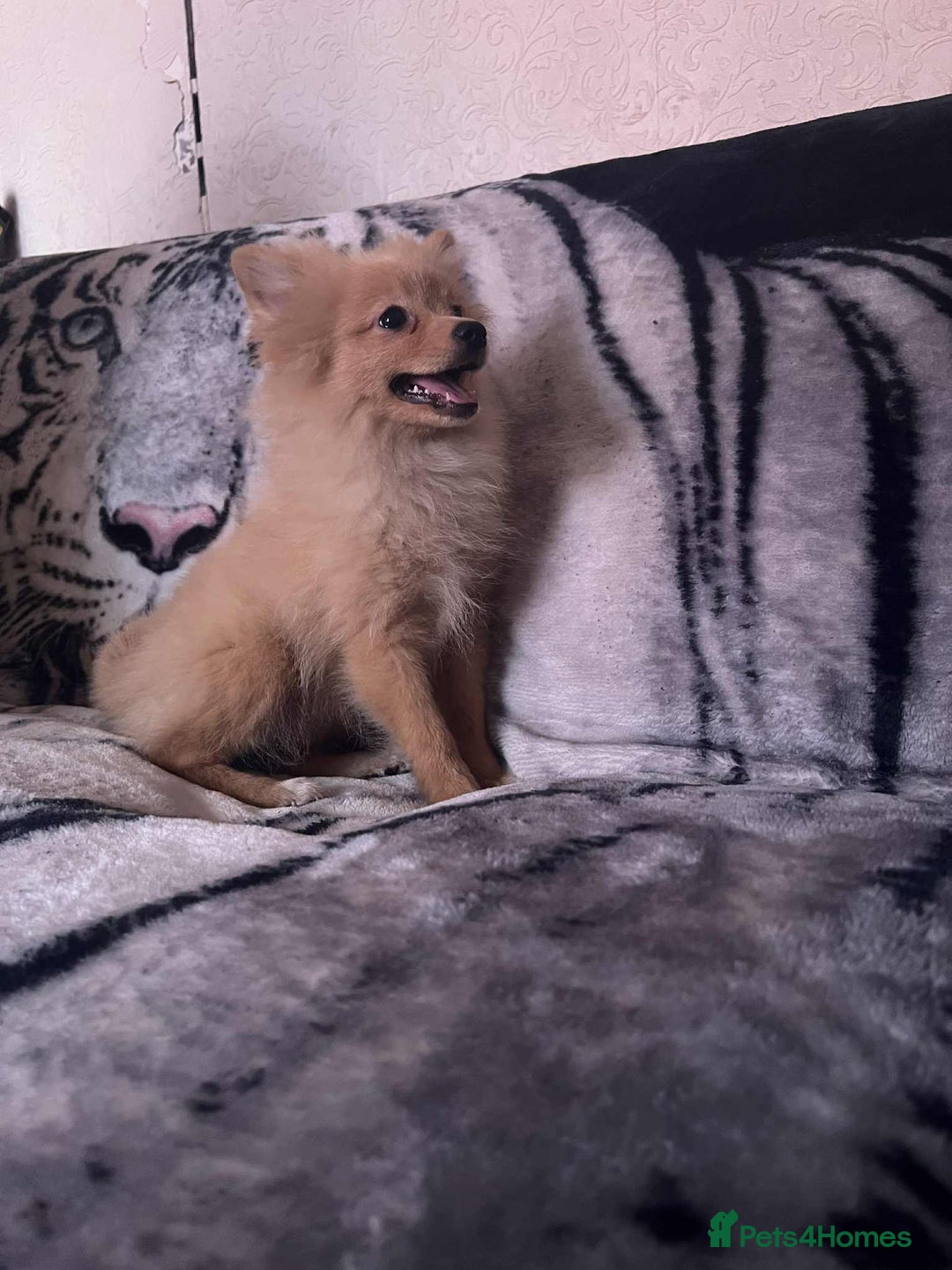 Pomeranian dogs for sale: 4 beautiful Pomeranian's looking for forever home  - Image 11