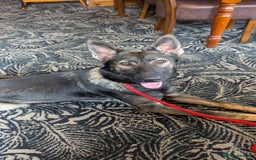 German Shepherd dogs for sale: Loyal, Playful German Shepherd for Rehoming - Image 3