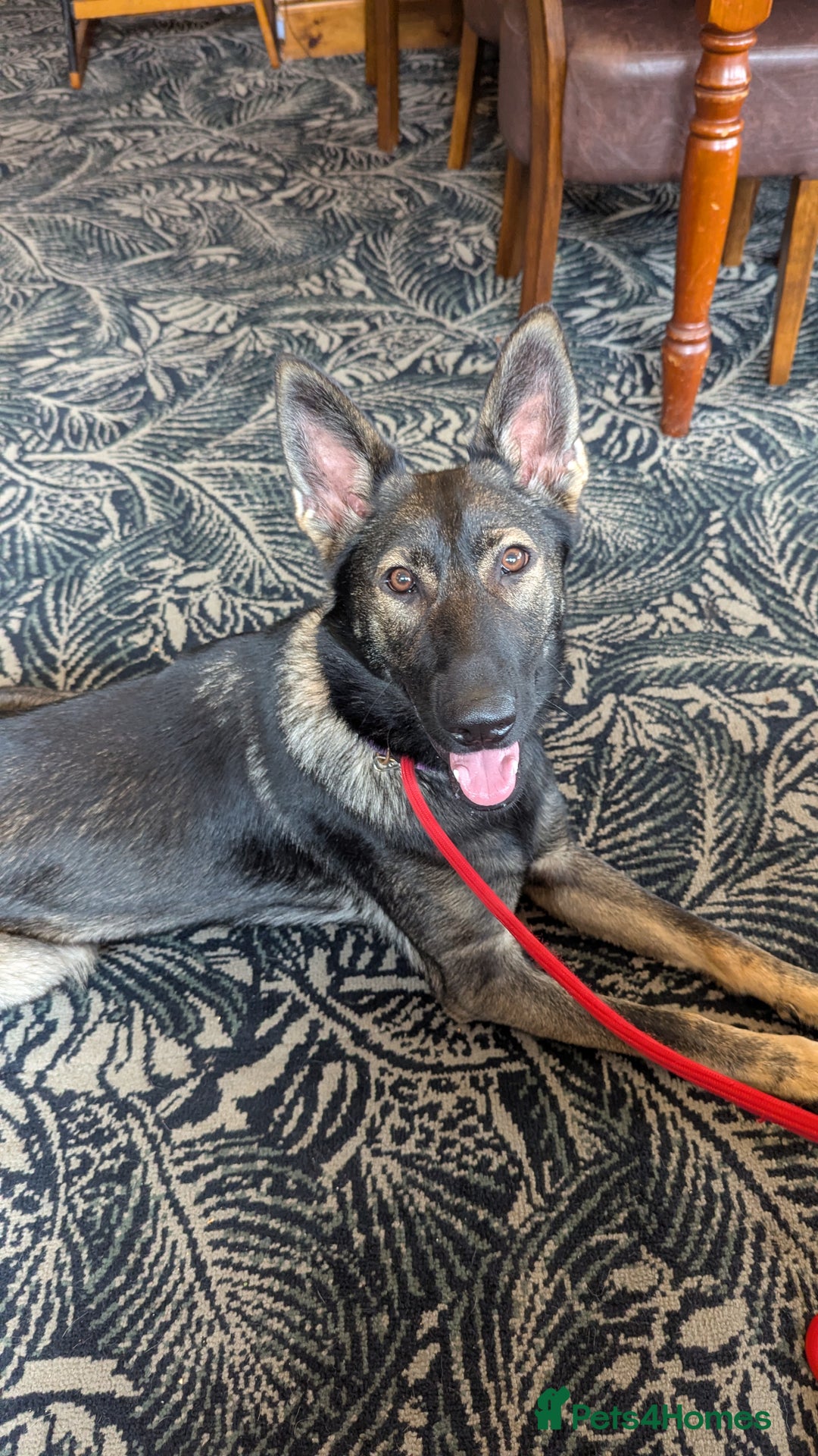 German Shepherd dogs for sale: Loyal, Playful German Shepherd for Rehoming - Image 3