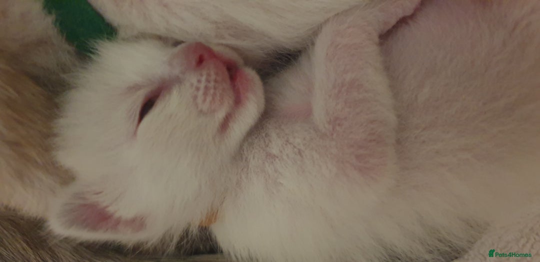 Ragamese cats for sale: Beautiful Ragamese Kittens  - Advert 14