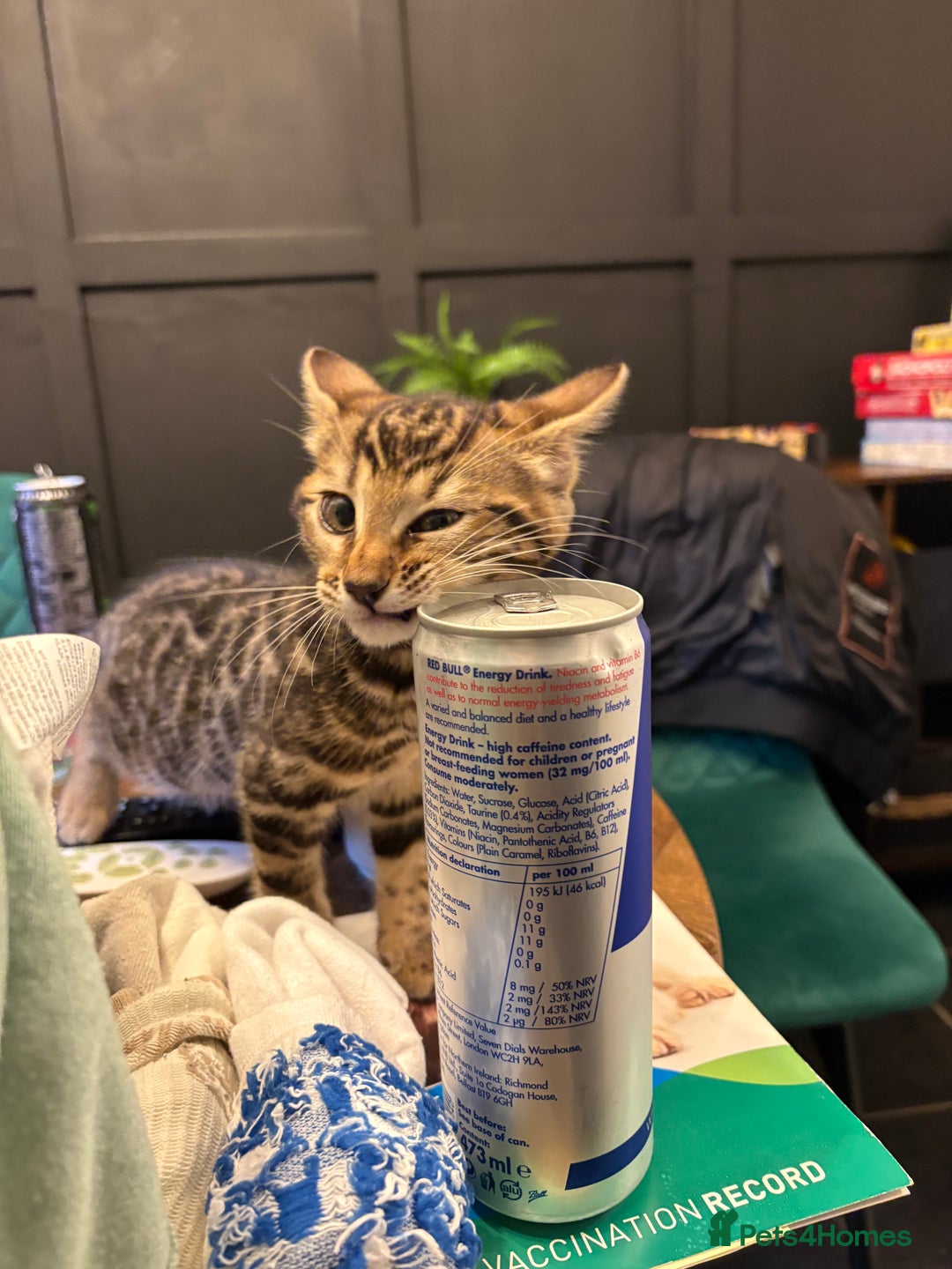 Bengal cats for sale: BEGAL CROSS TABBY - Advert 4