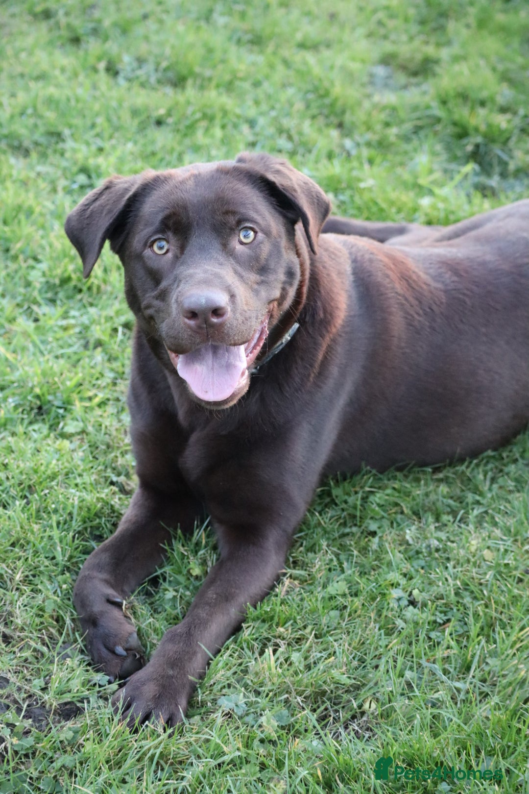 Labrador Retriever dogs for sale: Chocolate lab female  - Advert 24