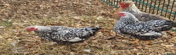 Chickens poultry for sale: Silver laced wyandottes  - Advert 3
