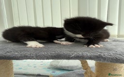 Domestic Shorthair cats for sale: Black and white kittens for sale in Manchester  - Image 2