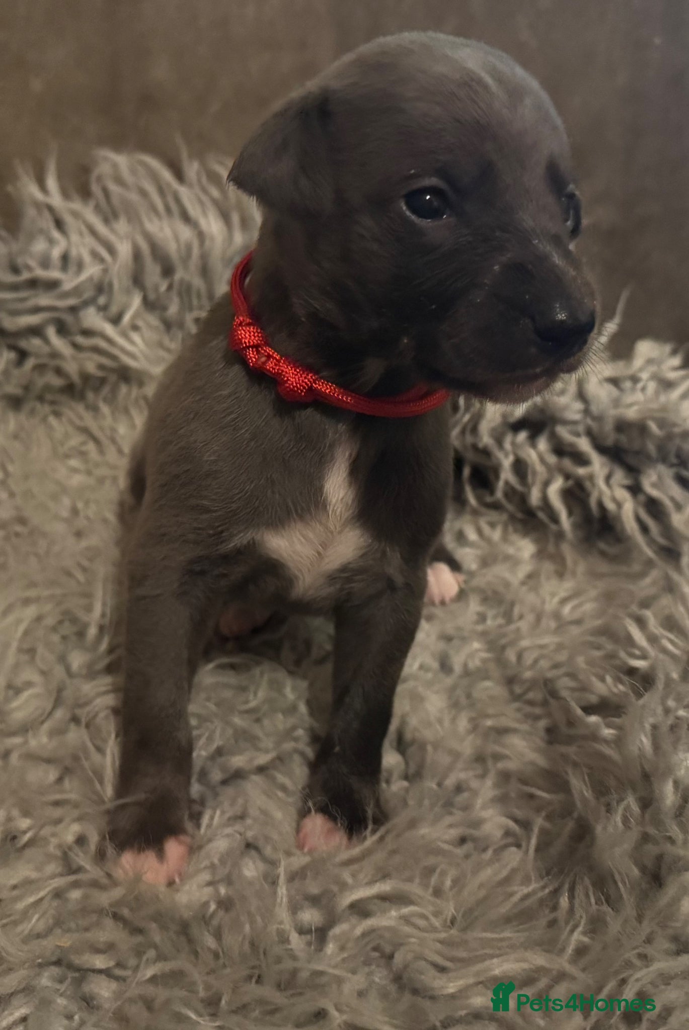Whippet dogs for sale: 💙 Stunning KC Registered Blue Whippet Puppies  - Advert 14