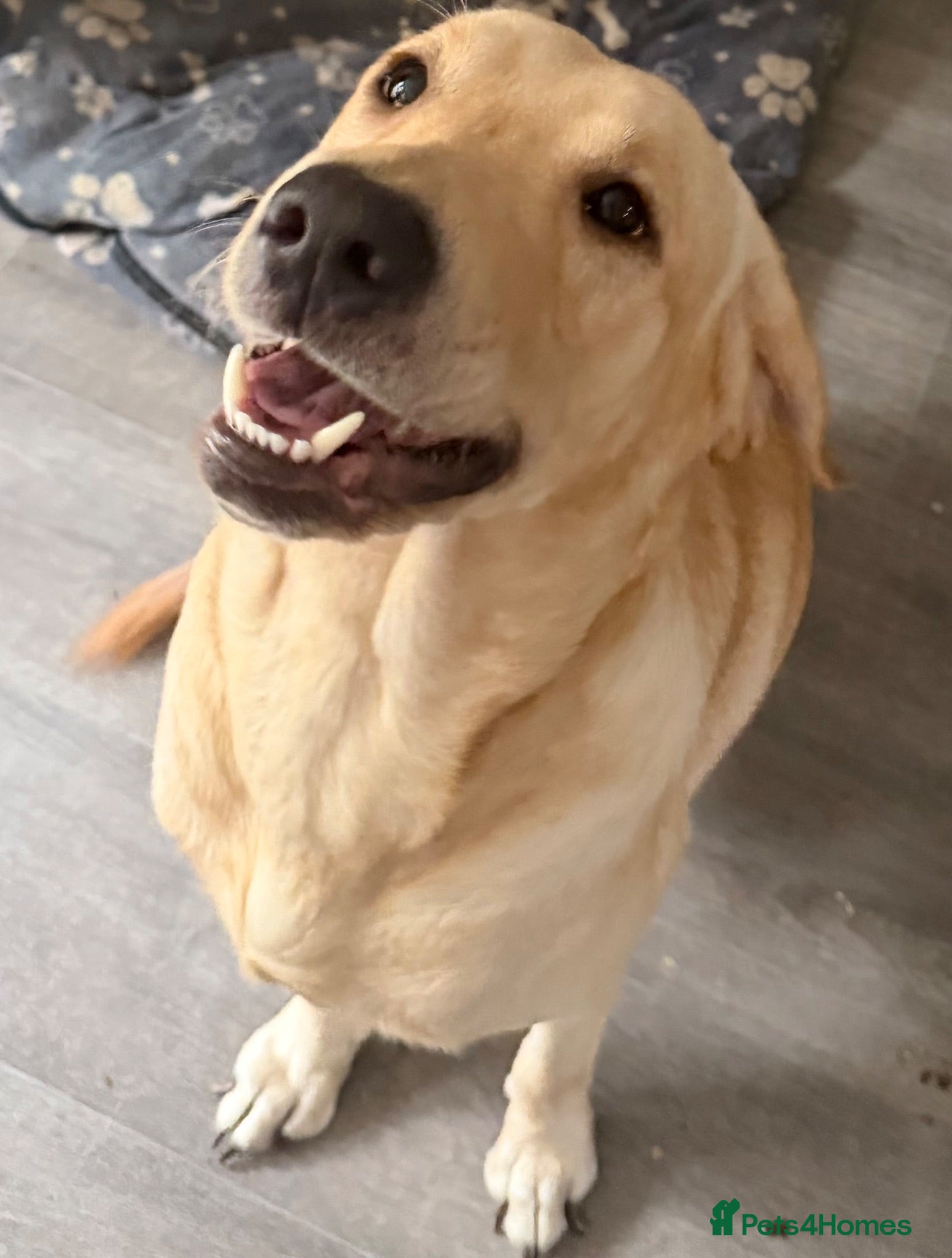 Labrador Retriever dogs 1 year old beautiful male lab - Advert 1