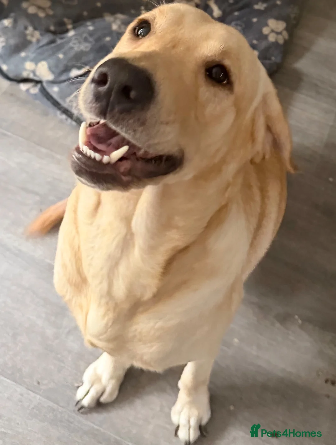 Labrador Retriever dogs for sale: 1 year old beautiful male lab - Advert 1