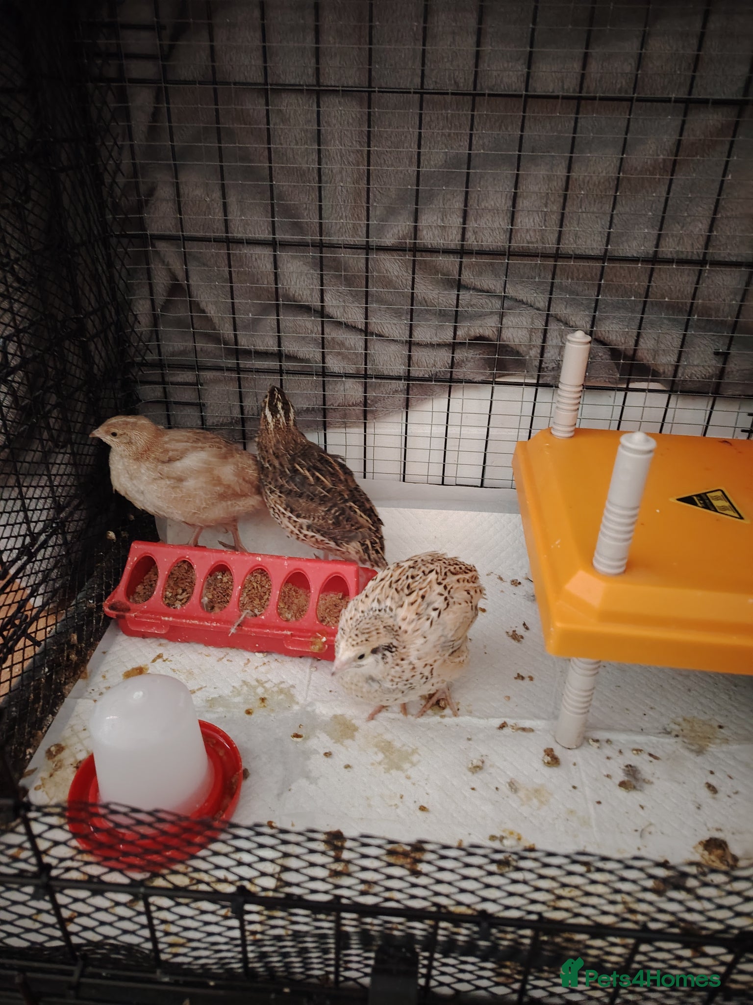Quail poultry for sale: Quails  - Advert 3