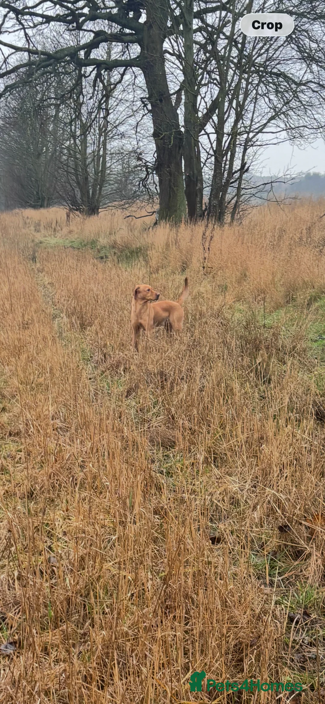 Labrador Retriever dogs for sale: Kc reg Labrador bitch - Advert 8