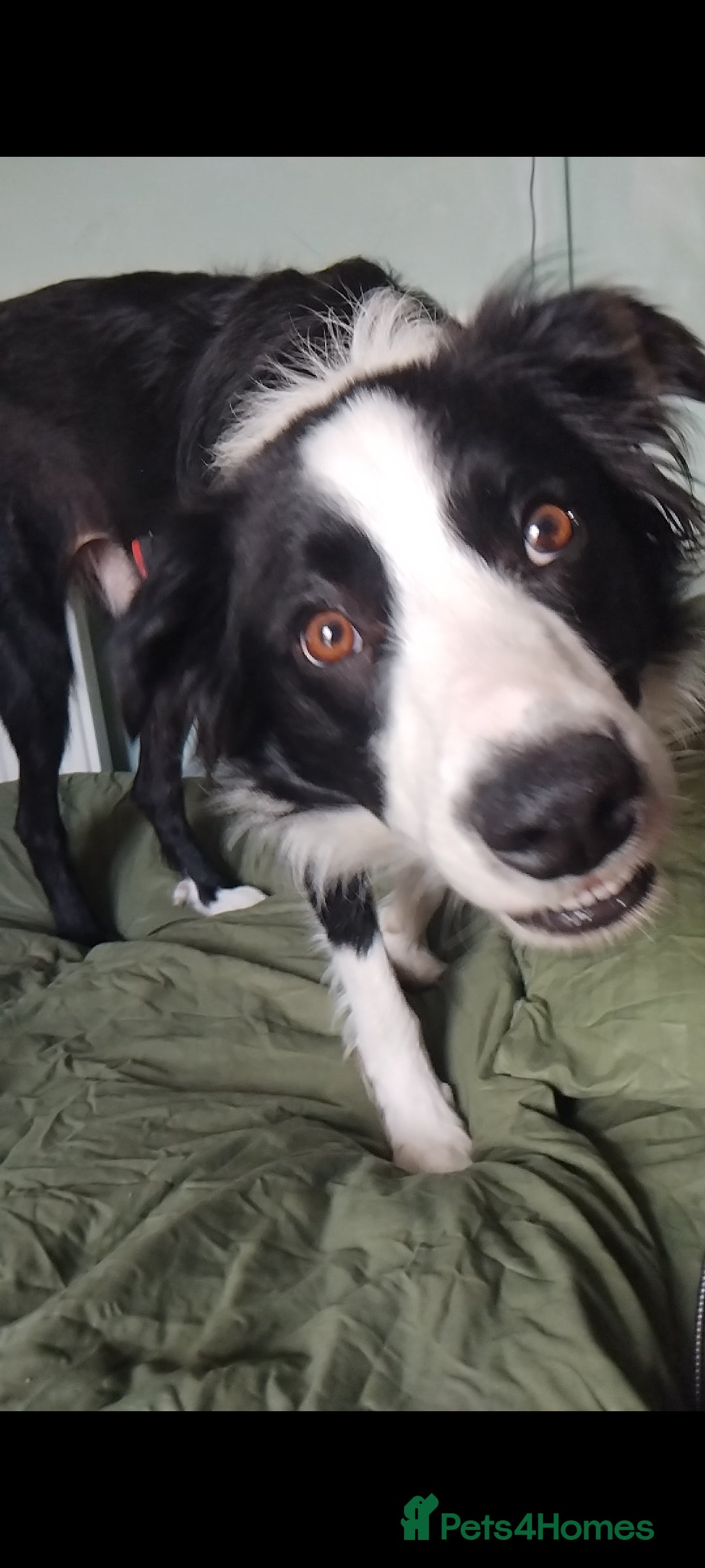 Border Collie dogs for sale: BaileyBoy - Advert 7