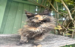 Maine Coon cats for sale: Maine coon kittens champion line polydactyl  - Image 3