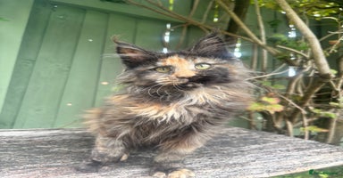 Maine Coon cats - Advert 12