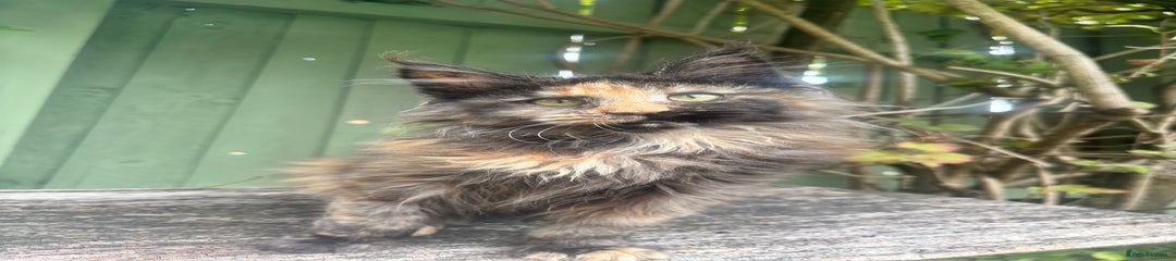 Black tortie 