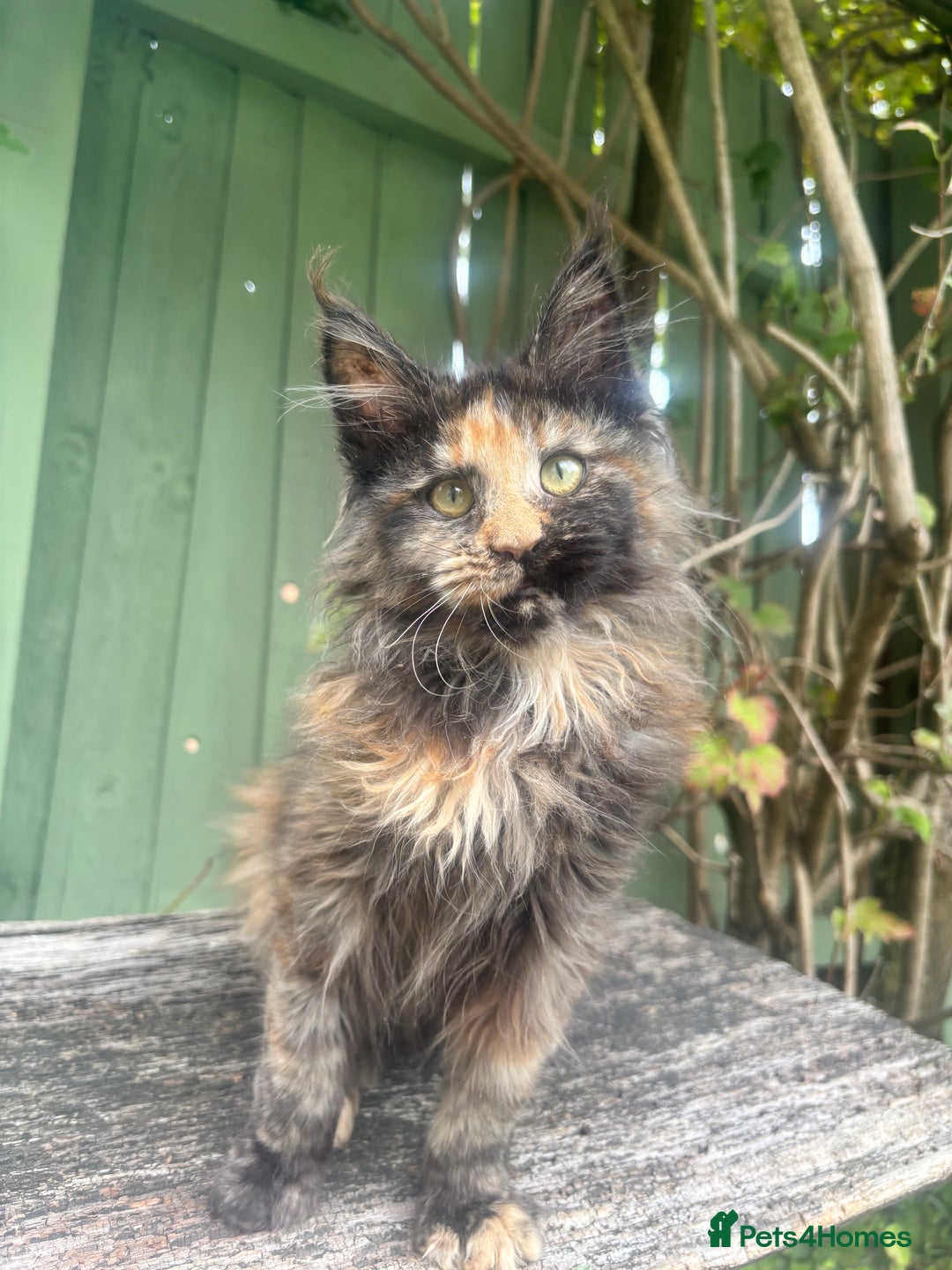 Maine Coon cats for sale: Maine coon kittens champion line polydactyl  - Image 3