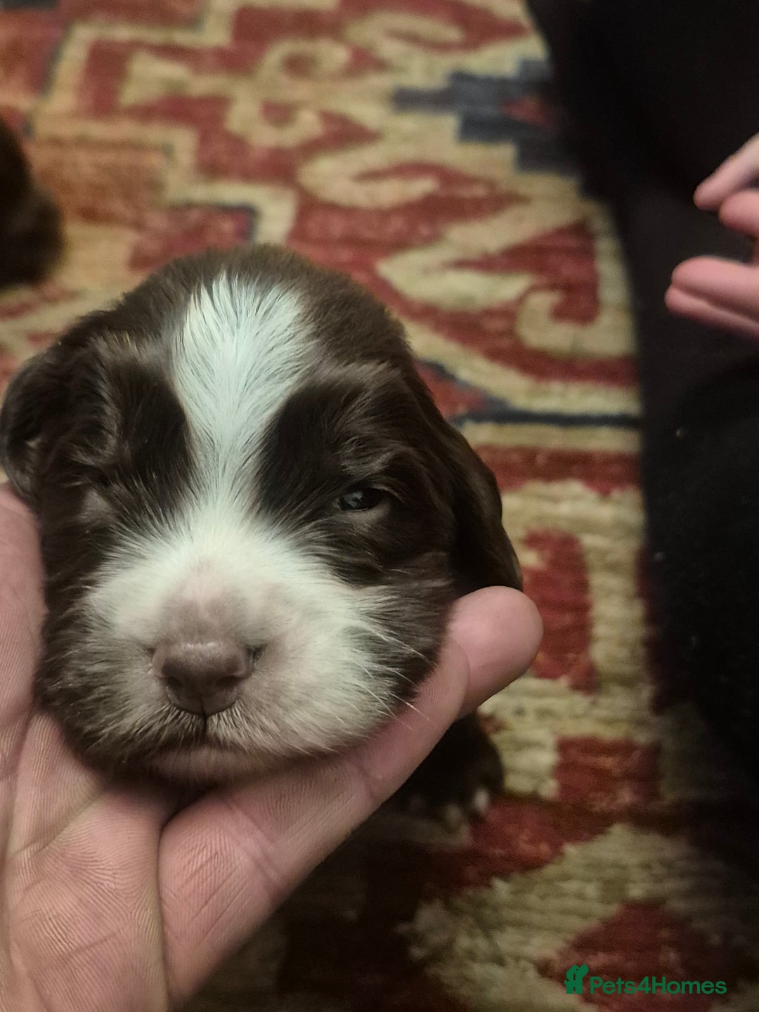 Cocker Spaniel dogs for sale: Cocker spaniel puppies - Advert 2