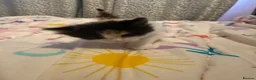 Mixed Breed cats for sale: Playful sweet kittens looking for forever home - Advert 8
