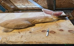 Continental Giant rabbits for sale: Continental Giants Merle - Image 13