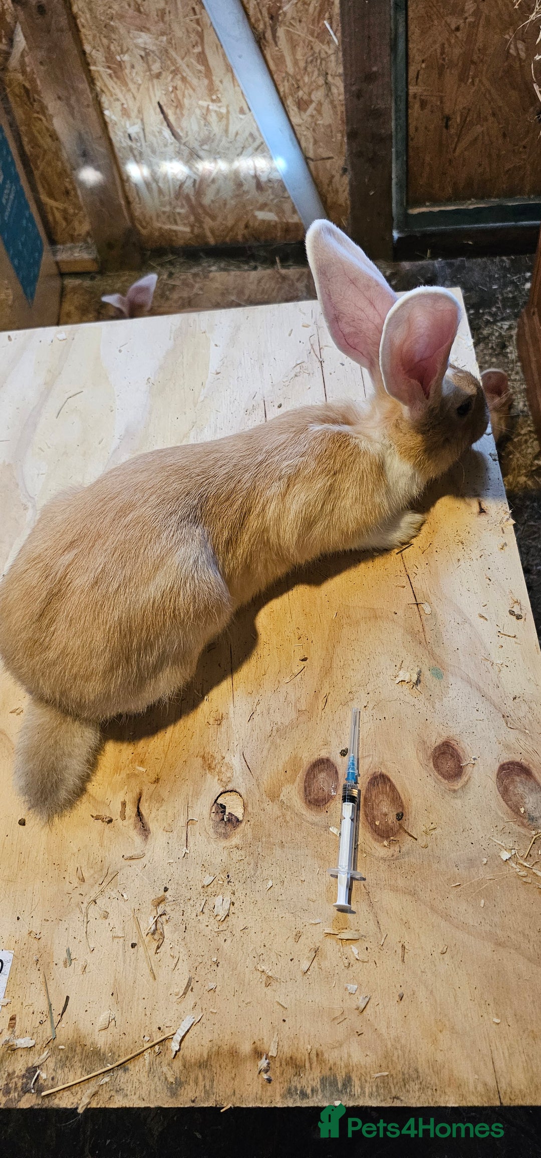 Continental Giant rabbits for sale: Continental Giants Merle - Image 13