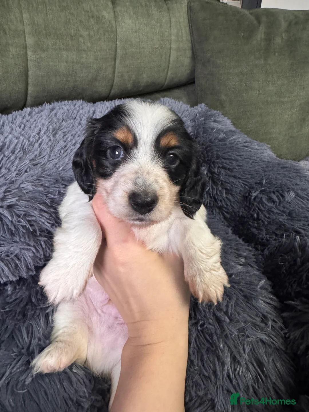 Miniature Dachshund dogs for sale: 2 piebald miniature long haired dachshund puppies  - Advert 11