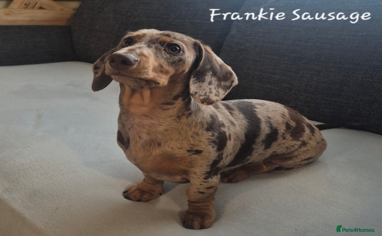 Miniature Dachshund dogs - Advert 10