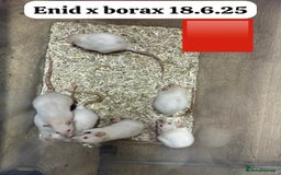 Rat rodents for sale: Baby and young rats ready now. Sheffield - Image 14