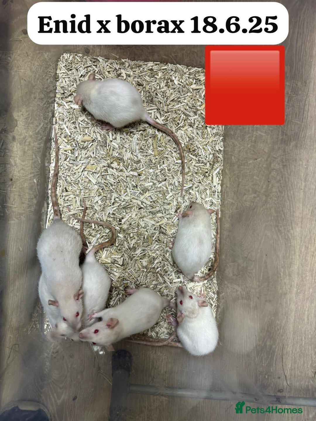 Rat rodents for sale: Baby and young rats ready now. Sheffield - Image 14