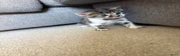Mixed Breed cats for sale: 3 tabby 3 black and white - Advert 5