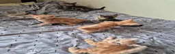Mixed Breed cats for sale: 🐾 Beautiful Kittens Looking for Loving Homes 🐾 in Willenhall - Advert 26