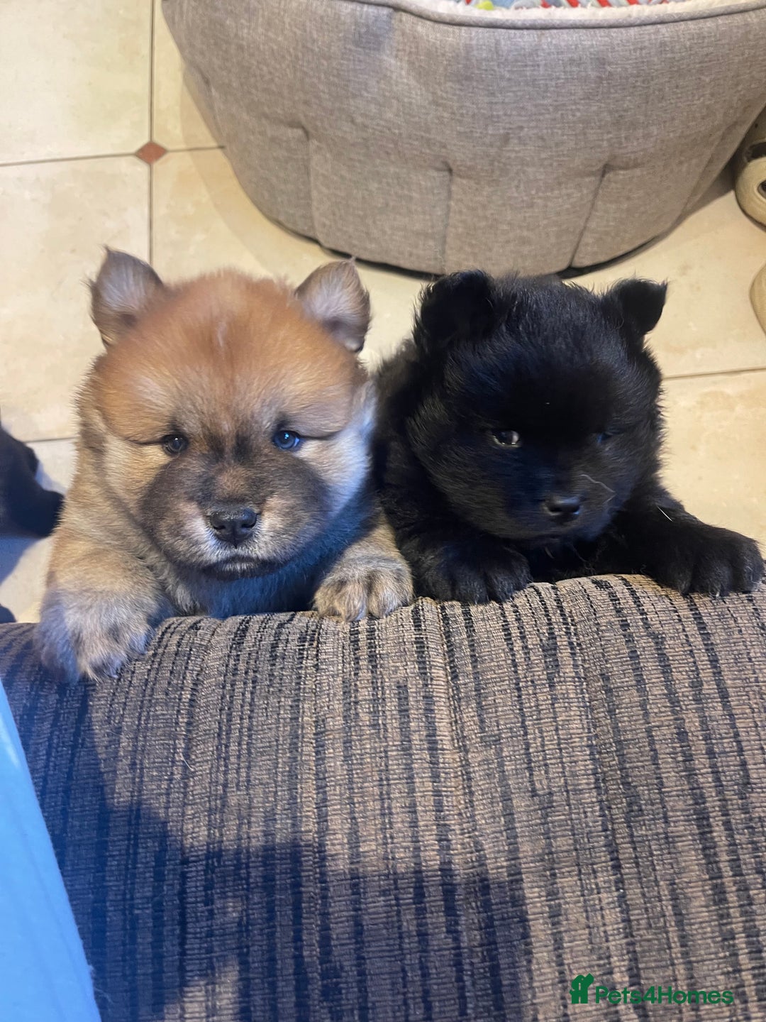 Mixed Breed dogs for sale: chowski / chow chow x Siberian husky - Advert 26