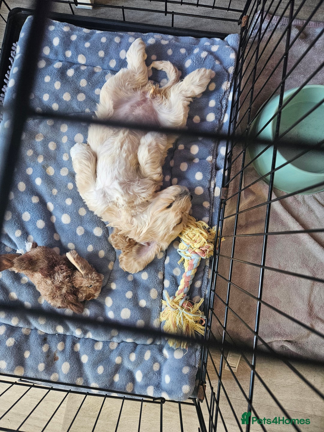 Cockapoo dogs for sale: American cockapoo  - Image 5
