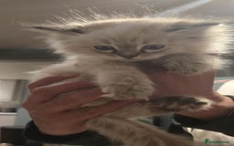 Ragdoll cats for sale: 4 Beautiful Female Ragdoll kittens for sale  - Image 26