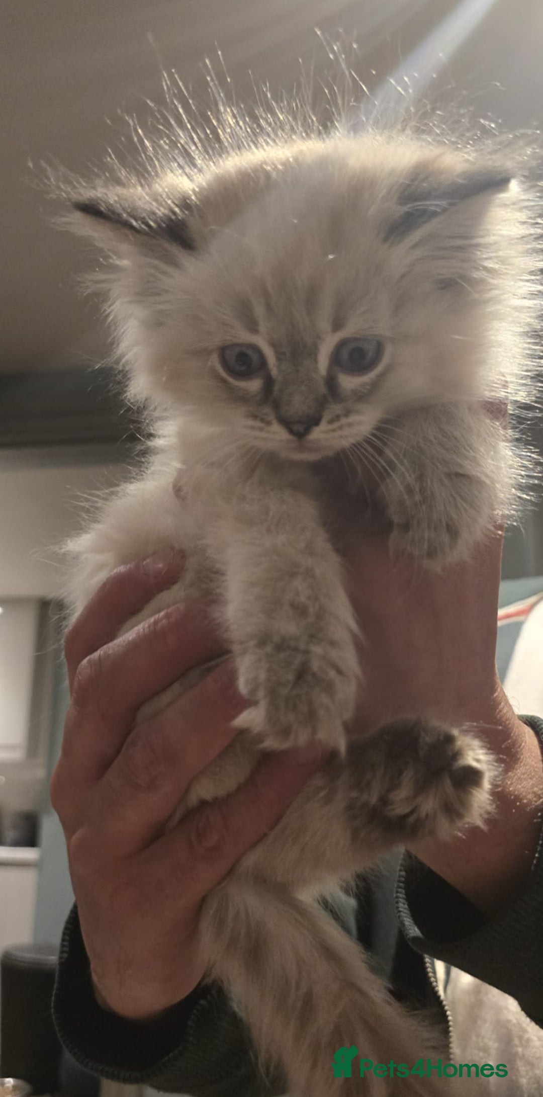Ragdoll cats for sale: 4 Beautiful Female Ragdoll kittens for sale  - Image 26