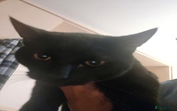 British Shorthair cats for sale: Cat for Free As Long As It's A Good Home! - Advert 7