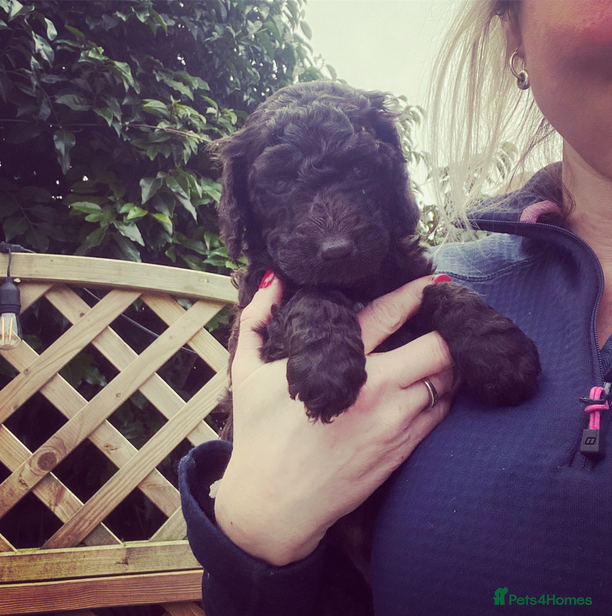 Cockapoo dogs Stunning Chocolate Show Cockapoo pups - Advert 4