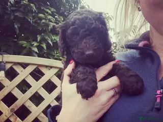 Cockapoo dogs Stunning Chocolate Show Cockapoo pups - Advert 3