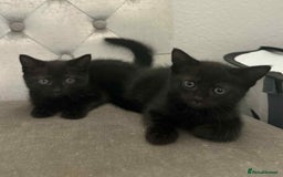 Mixed Breed cats for sale: ADORABLE LITTER GIRLS - Image 3