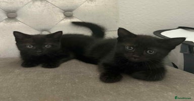 Mixed Breed cats - Advert 4