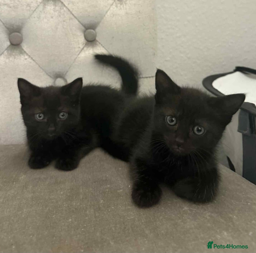 Mixed Breed cats for sale: ADORABLE LITTER GIRLS - Image 3
