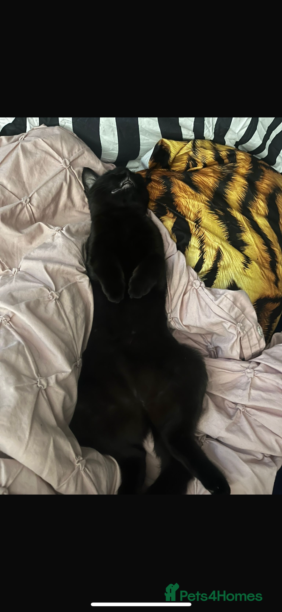 Mixed Breed cats Kittens for sale  - Advert 1