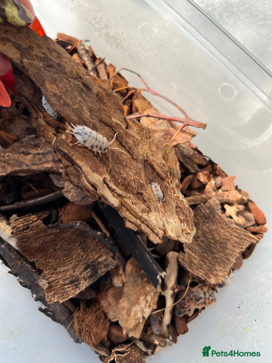 Isopods invertebrates for sale: Dairy cow isopods in Sudbury - Advert 3