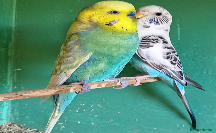 Budgerigars birds - Advert 1