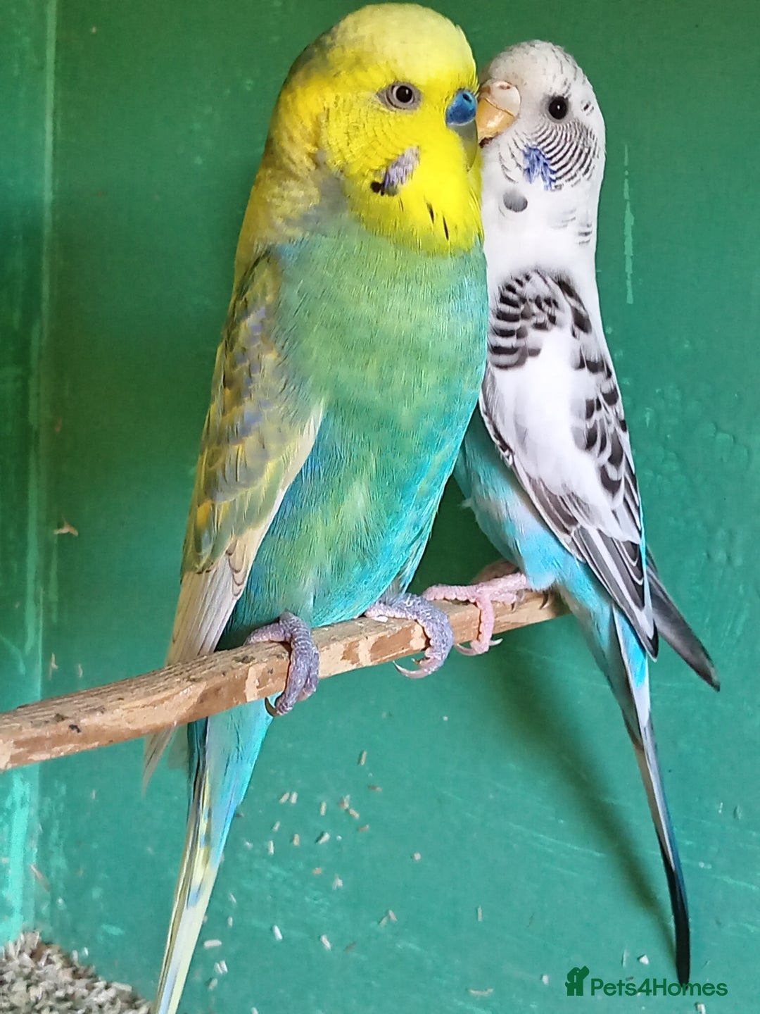 Budgerigars birds for sale: NEW HOME NEEDED  - Image 1
