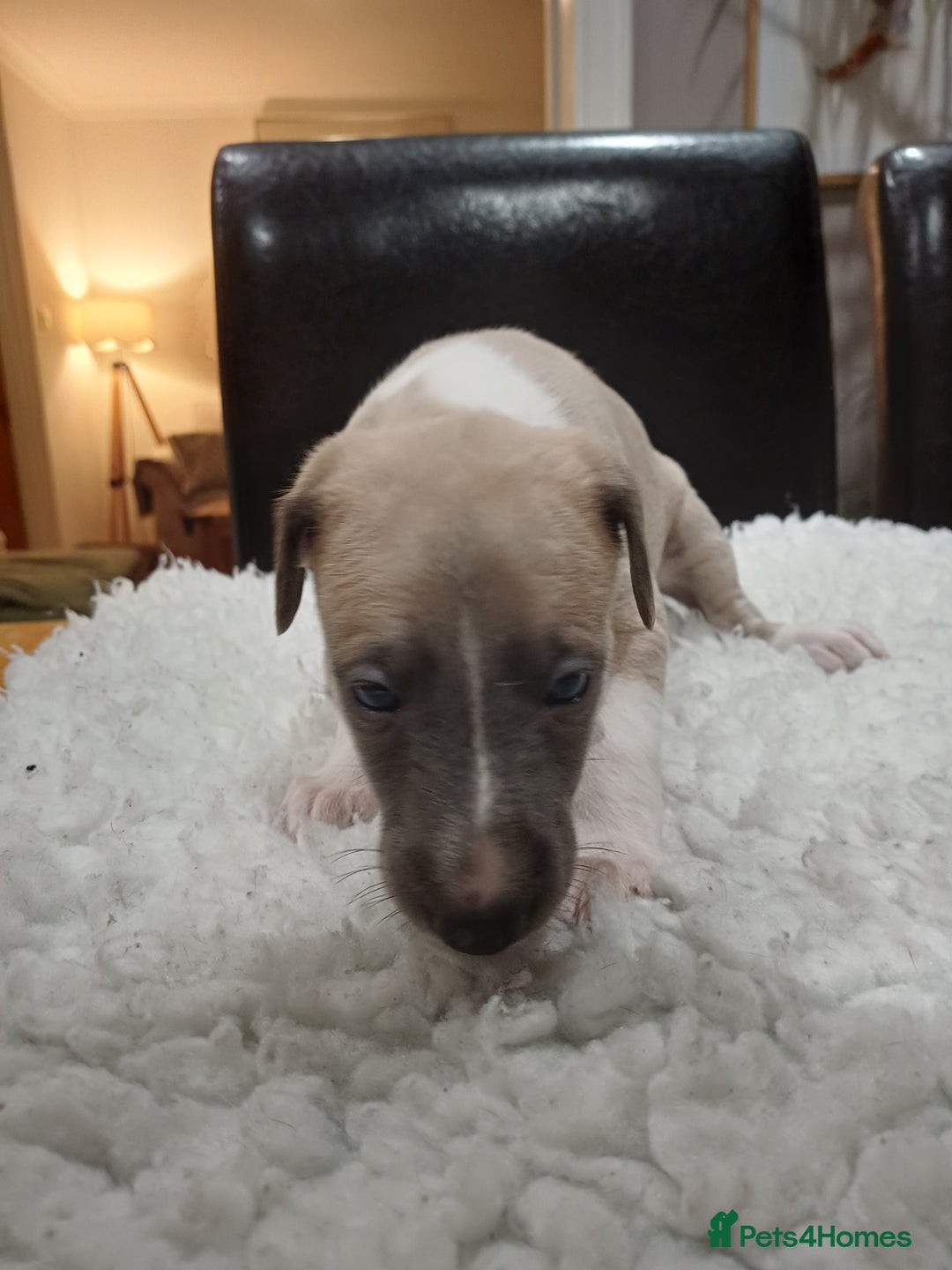 Whippet dogs for sale: KC  REG WHIPPET PUPS - Advert 7