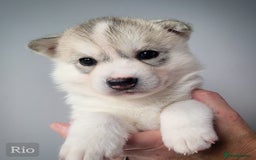 Siberian Husky dogs for sale: Best Quality Siberian Husky Puppies in Scotland - Image 5