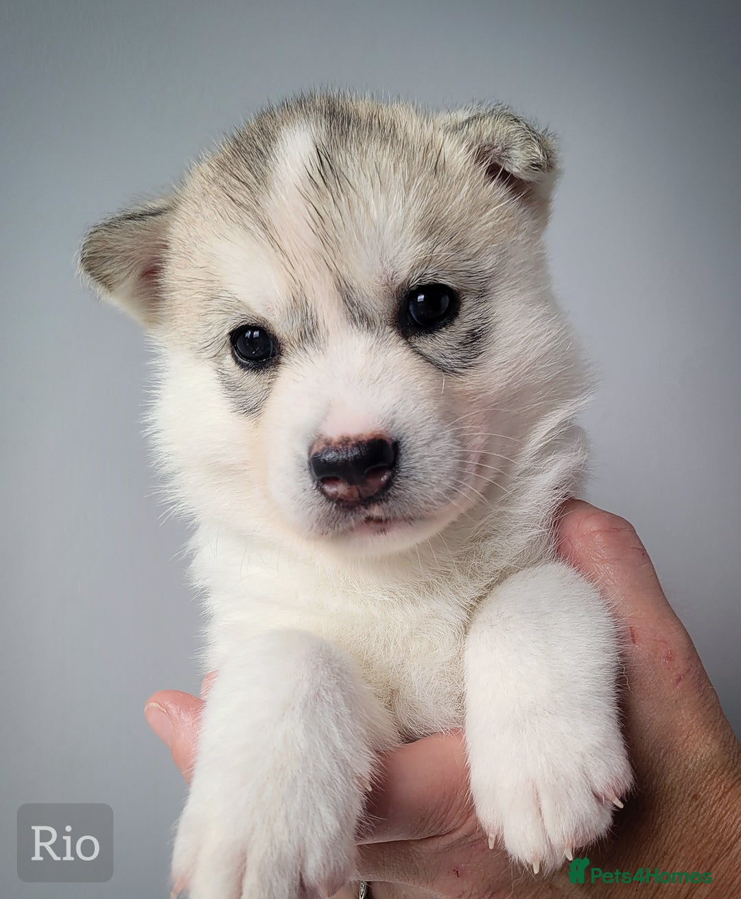 Siberian Husky dogs for sale: Best Quality Siberian Husky Puppies in Scotland - Image 5
