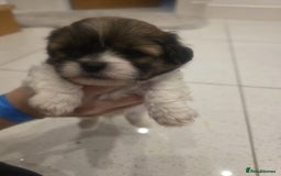Shih Tzu dogs for sale: Shih tzu puppies - Image 10