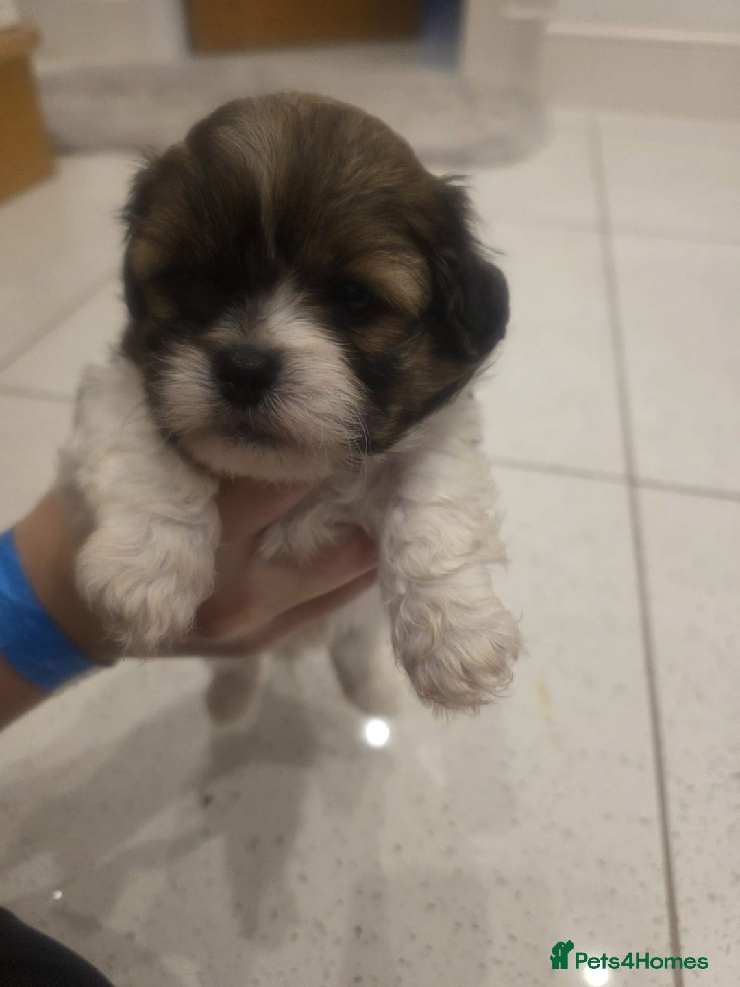 Shih Tzu dogs for sale: Shih tzu puppies - Image 10