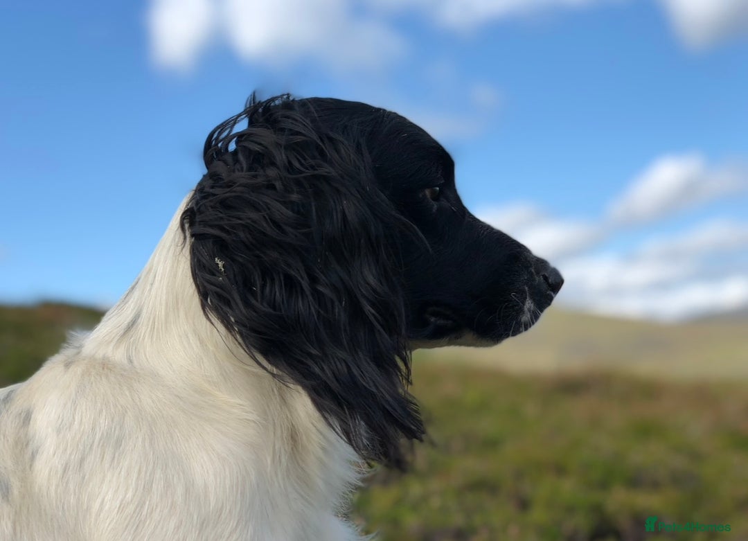 English Springer Spaniel dogs for stud: ⭐️🏆Handsome Health Tested B&W Stud⭐️🏆 in Malmesbury - Image 4